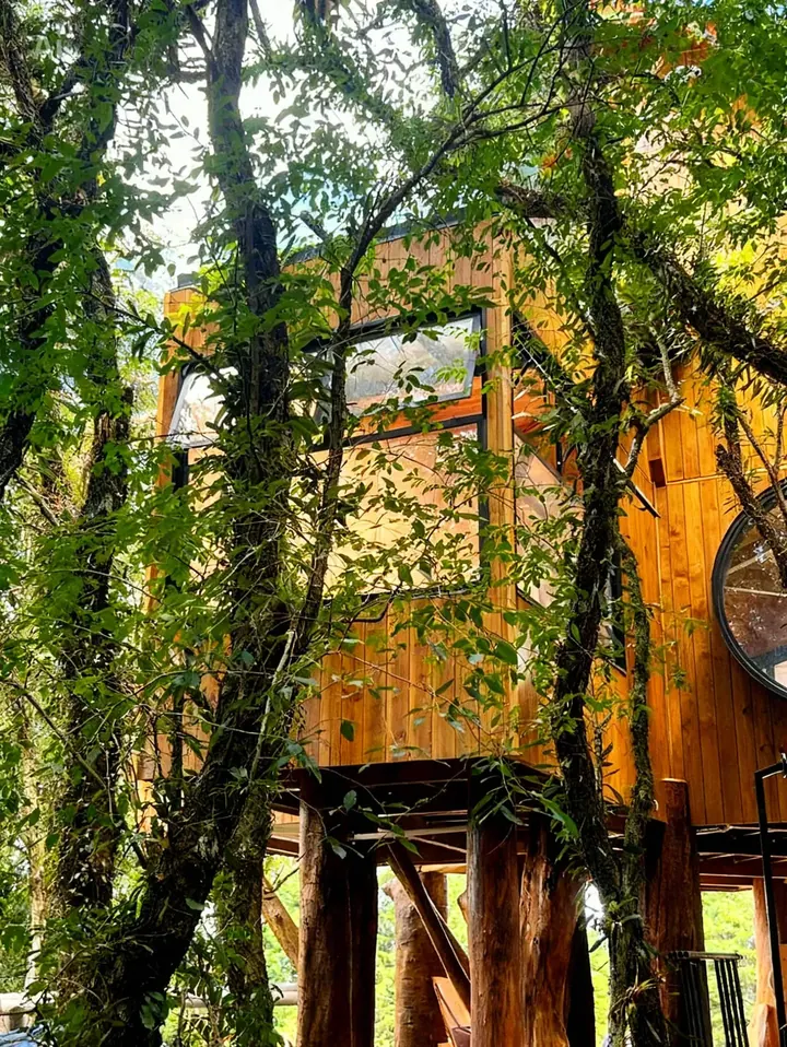 A casa erguida entre troncos e copas do bosque